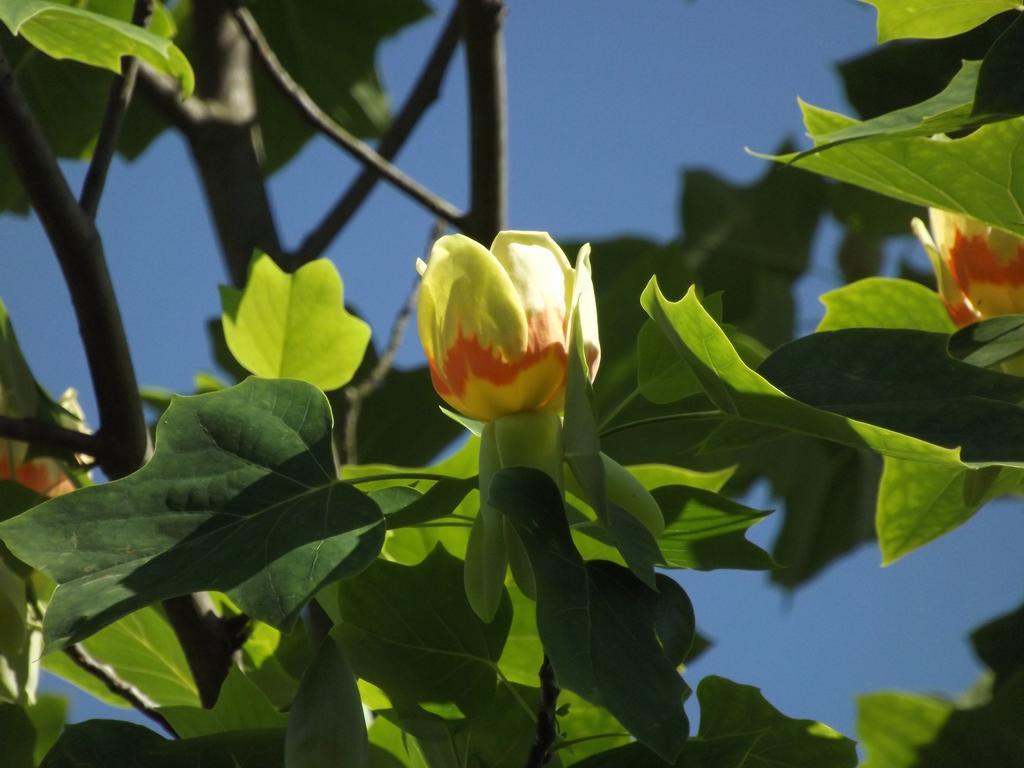 Agriturismo Cascina Nuova Villa Valenza Eksteriør billede